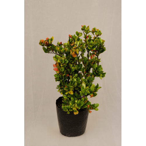 viburnum rotundifolia.
