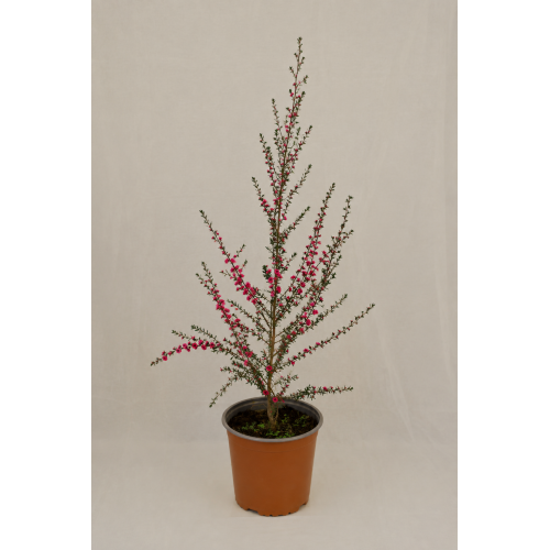 Leptospermum scoparium