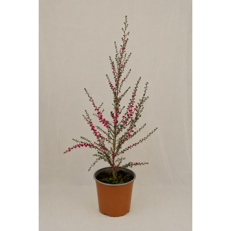 Leptospermum scoparium