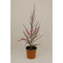 Leptospermum scoparium
