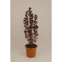 Coprosma chocolate