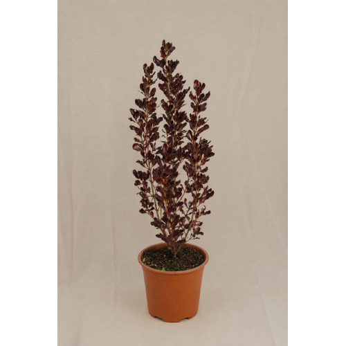 Coprosma chocolate