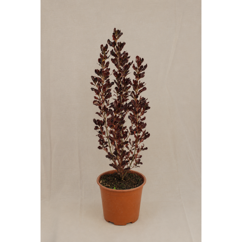 Coprosma chocolate