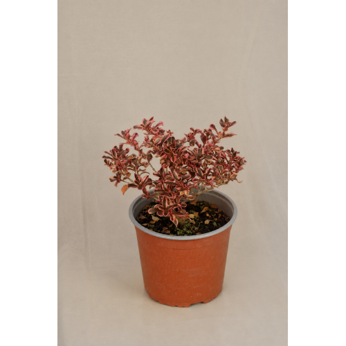 Coprosma pink