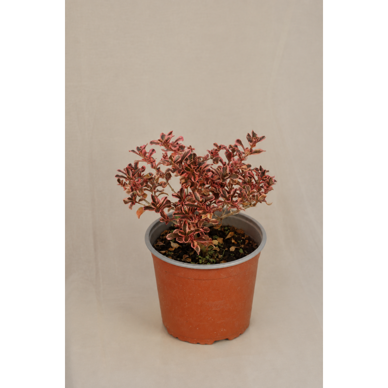 Coprosma pink