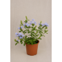 Plumbago
