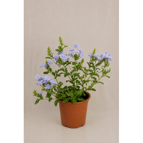 Plumbago