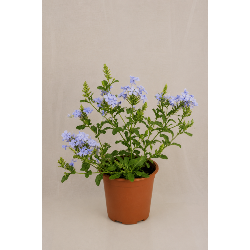Plumbago