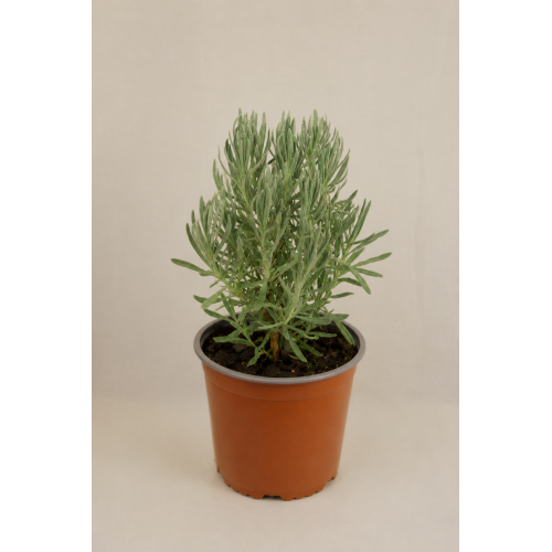 lavanda común