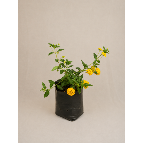 Lantana rastrera