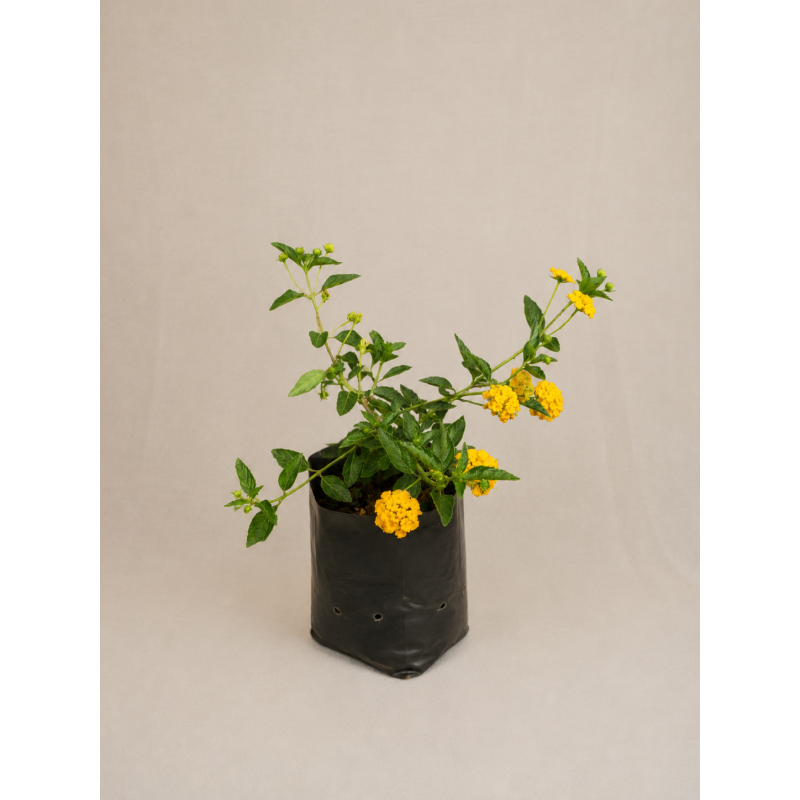 Lantana rastrera