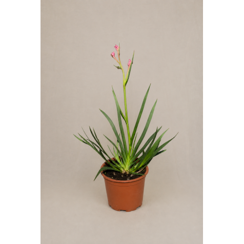 Anigozanthos