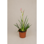 Anigozanthos