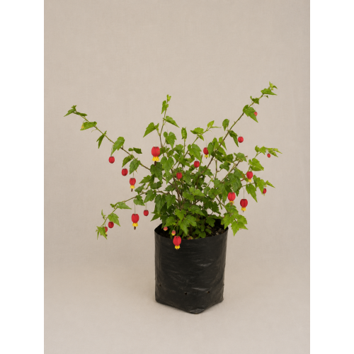 Abutilón megapotamicum (linterna china)