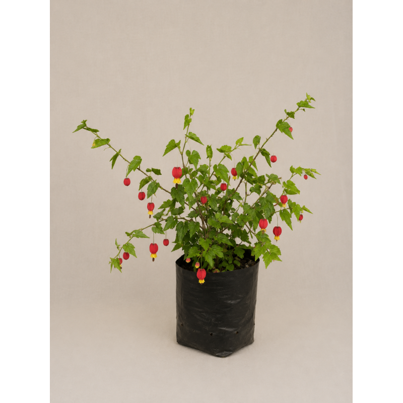 Abutilón megapotamicum (linterna china)