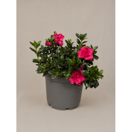 Azalea japónica