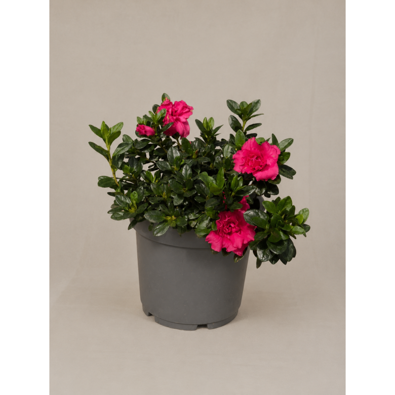Azalea japónica