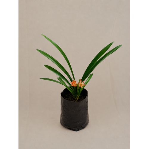 Clivia Flor naranja