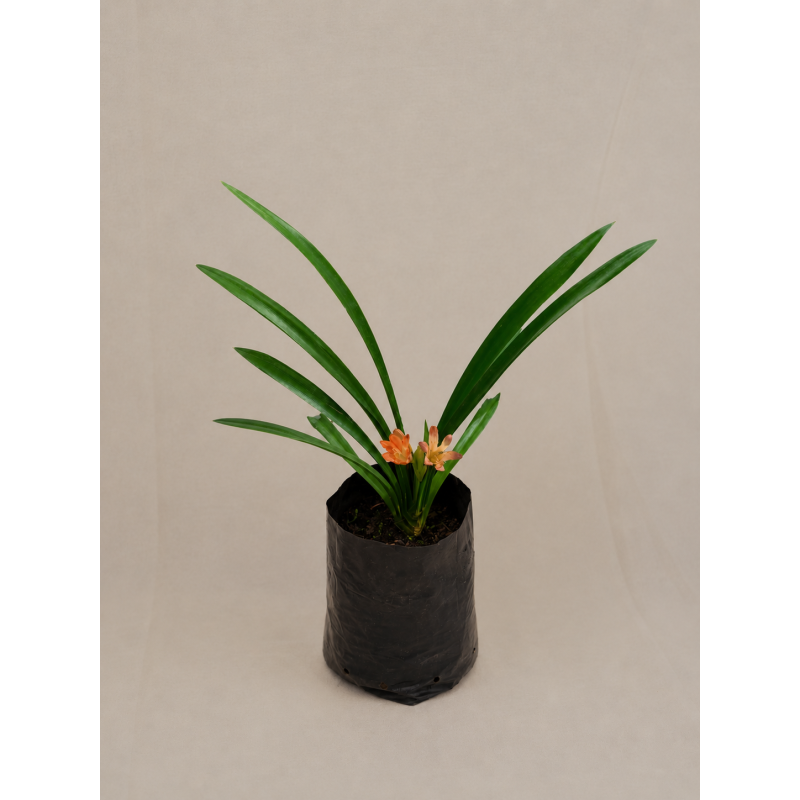 Clivia Flor naranja