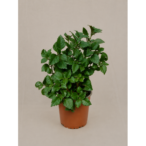 Plectranthus Mona Lisa