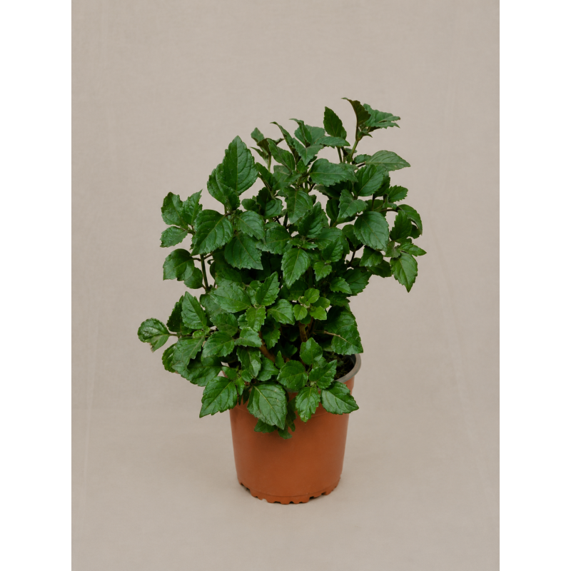 Plectranthus Mona Lisa
