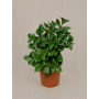 Plectranthus Mona Lisa