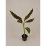 Musa ruby