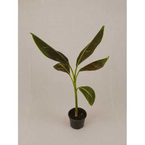 Musa ruby