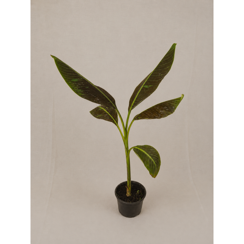 Musa ruby
