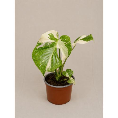 Monstera thai constelation