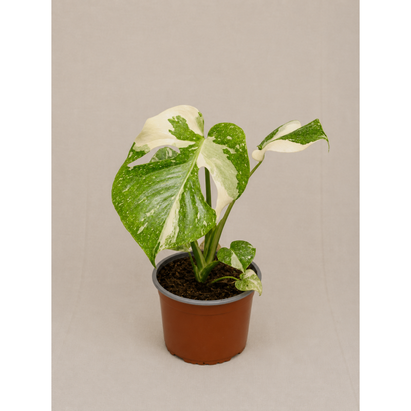 Monstera thai constelation