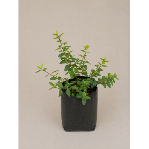 Correa pulchella