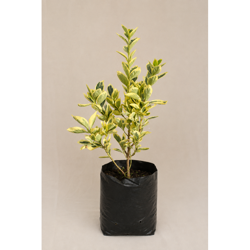 Evónimo (Euonymus fortunei)