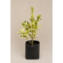 Evónimo (Euonymus fortunei)