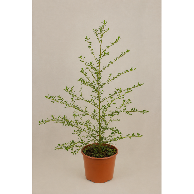 Ceanothus arbustivo