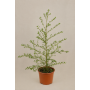 Ceanothus arbustivo