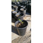 Alstroemeria sp. 25'-26'