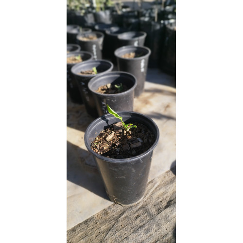 Alstroemeria sp. 25'-26'
