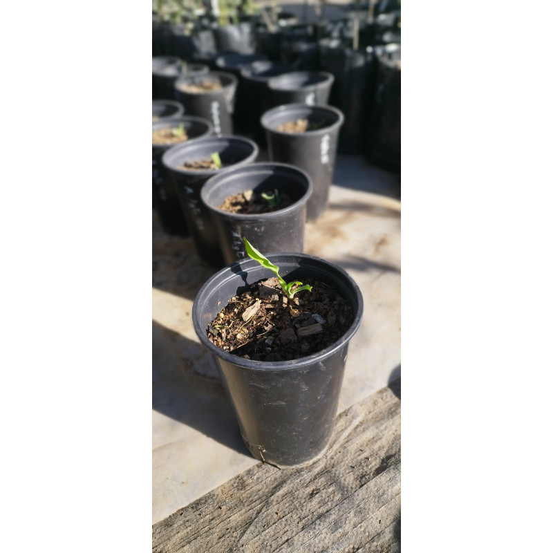 Alstroemeria sp. 25'-26' formato de venta