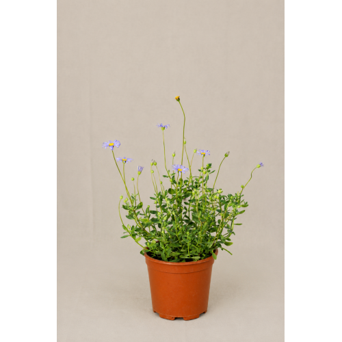 Agatea