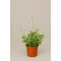 Agatea
