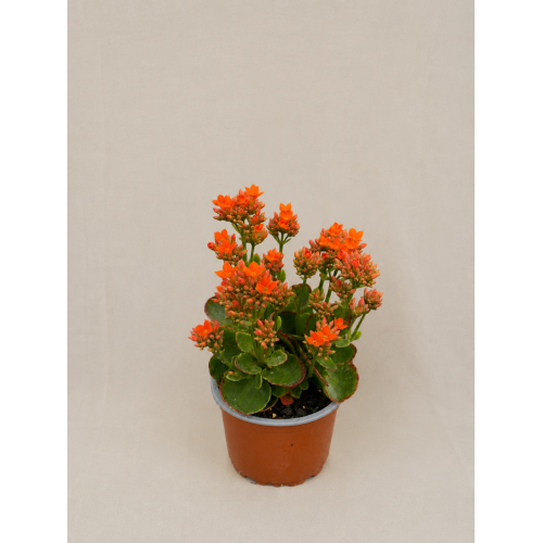 Kalanchoe Floral