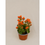 Kalanchoe Floral