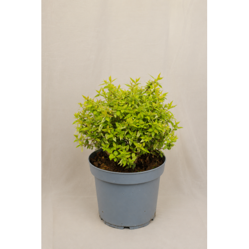 Abelia