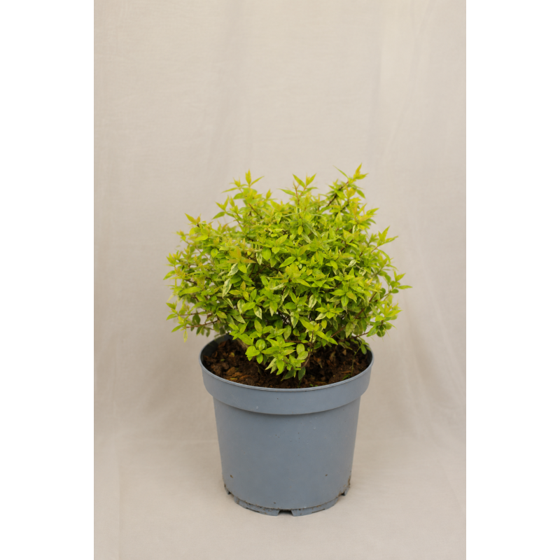 Abelia