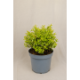 Abelia
