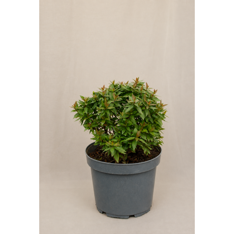 Abelia