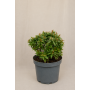 Abelia