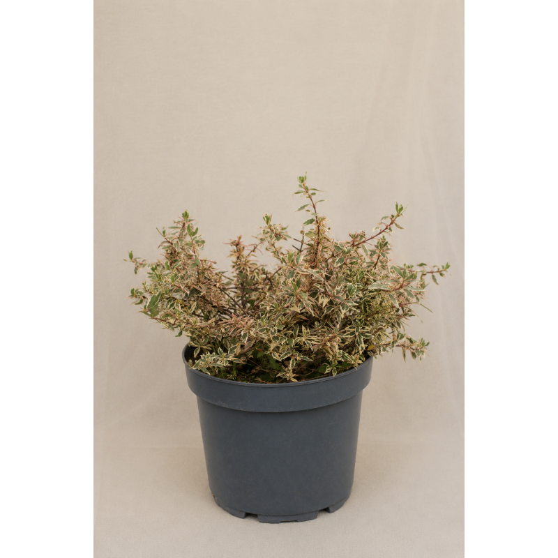 Abelia