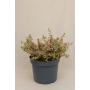 Abelia
